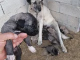 Orjinal Sivas Kangal Yavruları