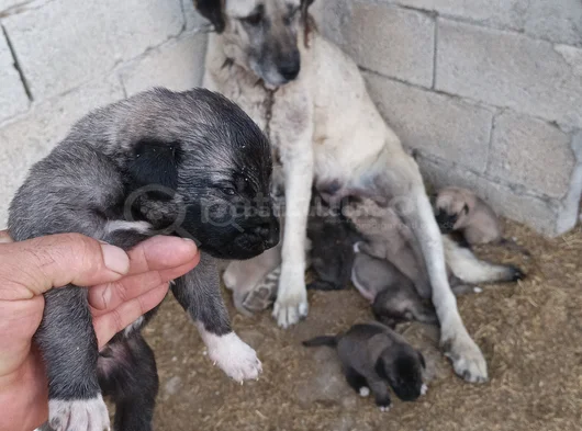 Orjinal Sivas Kangal Yavruları görsel