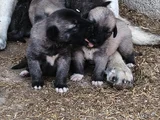 Orjinal sivas kangal yavruları