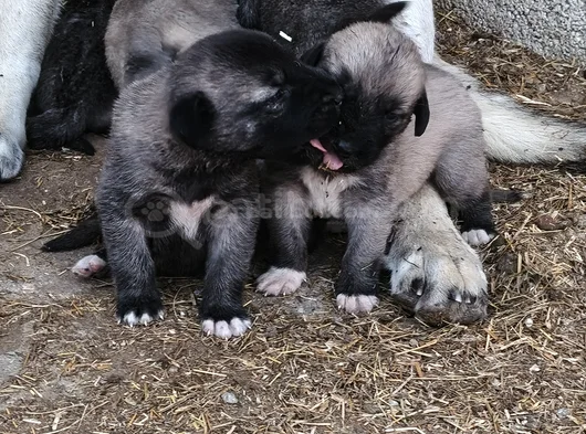 Orjinal Sivas Kangal Yavruları