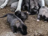 Orjinal Sivas Kangal Yavruları