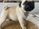 Gül Kuyruk Hamburger Surat Pug Mops Yavrular