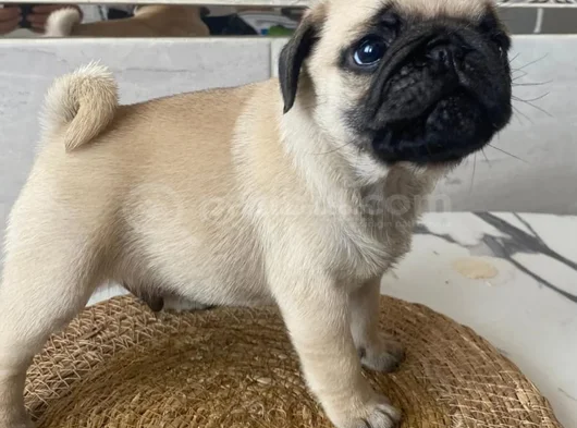 Gül Kuyruk Hamburger Surat Pug Mops Yavrular görsel