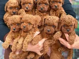 Dünya Tatlisitoy Poodle Bebekleri̇mi̇z