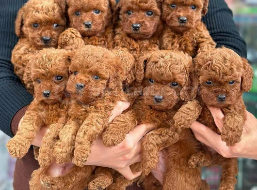 Dünya Tatlisitoy Poodle Bebekleri̇mi̇z görsel