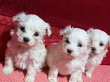 mini boy Maltese terrier