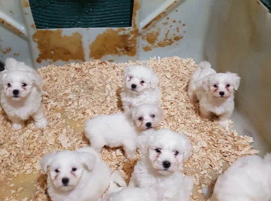 Candostum Köpek Çi̇ftli̇ği̇nden  Orijinal Maltese Terrier  Ya görsel