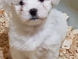 Candostum Köpek Çi̇ftli̇ği̇nden  Orijinal Maltese Terrier  Ya