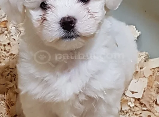 Candostum Köpek Çi̇ftli̇ği̇nden  Orijinal Maltese Terrier  Ya görsel
