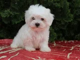 CANDOSTUM KÖPEK ÇİFTLİĞİNDEN  Orijinal Maltese Terrier  ya