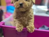 İnanilmaz Kali̇te Toy Poodle Yavrular Burada