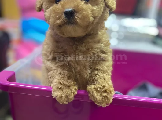 İnanilmaz Kali̇te Toy Poodle Yavrular Burada görsel