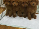 İnanilmaz Kali̇te Toy Poodle Yavrular Burada
