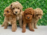 İnanilmaz Kali̇te Toy Poodle Yavrular Burada