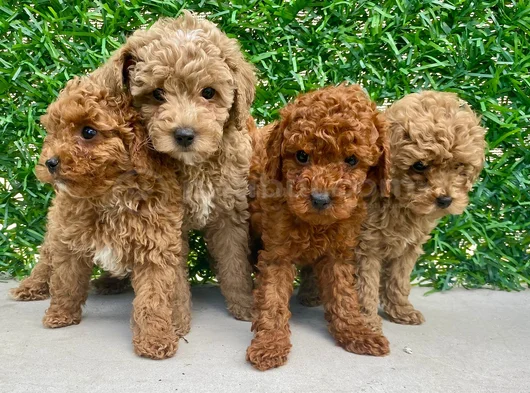 İnanilmaz Kali̇te Toy Poodle Yavrular Burada görsel