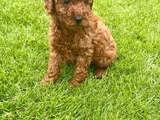 İNANILMAZ KALİTE TOY POODLE YAVRULAR BURADA