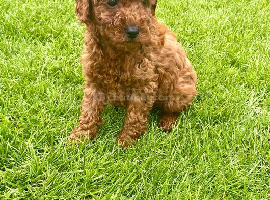 İnanilmaz Kali̇te Toy Poodle Yavrular Burada