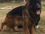 A Kalite Alman Kurdu K9 Yavrular
