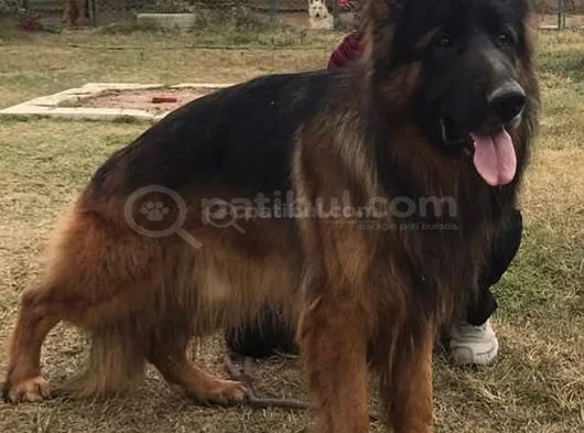 A Kalite Alman Kurdu K9 Yavrular görsel