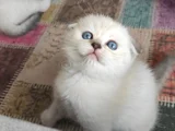 Birbirinden güzel oyuncu bebeklerimiz