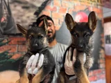 A Kalite Alman Kurdu K9 Yavrular