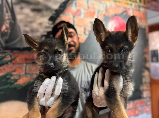 A Kalite Alman Kurdu K9 Yavrular görsel