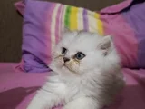 Safkan British Bebişlerimm