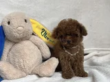 Teacup İki̇ Karma Aşili Toy Poodle