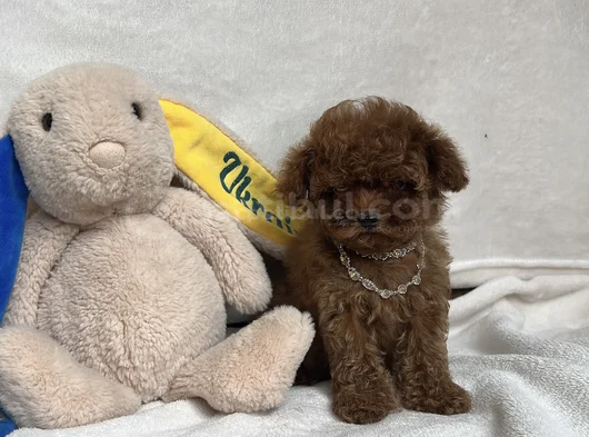 Teacup İki̇ Karma Aşili Toy Poodle görsel