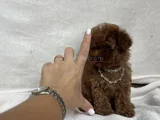 Teacup İki̇ Karma Aşili Toy Poodle