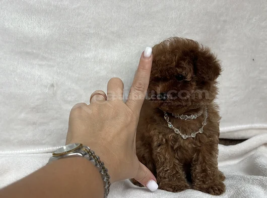 Teacup İki̇ Karma Aşili Toy Poodle görsel