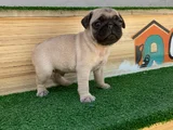 Gül Kuyruk Hamburger Surat Pug Mops Yavrular