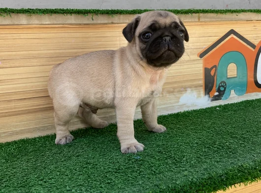 Gül Kuyruk Hamburger Surat Pug Mops Yavrular görsel