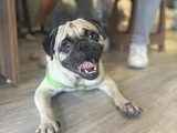 Gül Kuyruk Hamburger Surat Pug Mops Yavrular