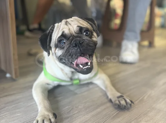 Gül Kuyruk Hamburger Surat Pug Mops Yavrular görsel