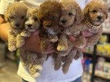 Dünya Tatlisitoy Poodle Bebekleri̇mi̇z