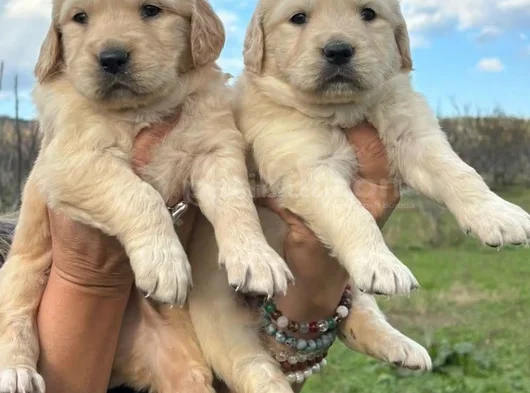 Baby Face Golden Retri̇ever Bebekler görsel