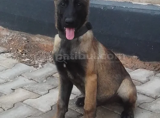 Belçi̇ka Mali̇noi̇s Kali̇teli̇ Yavrular görsel