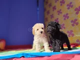 İnanilmaz Kali̇te Toy Poodle Yavrular Burada