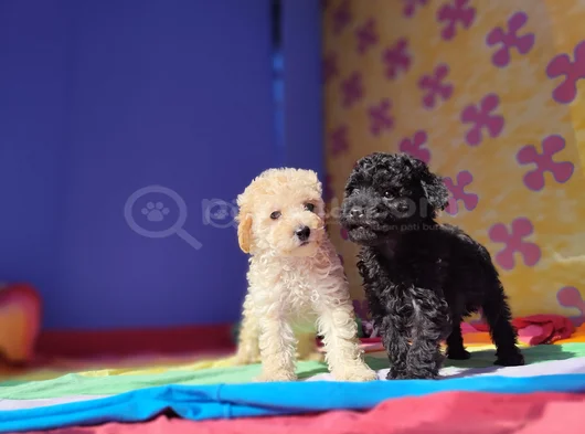 İnanilmaz Kali̇te Toy Poodle Yavrular Burada görsel