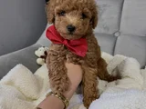En Güzel Poodle Yavruları Bizdeee