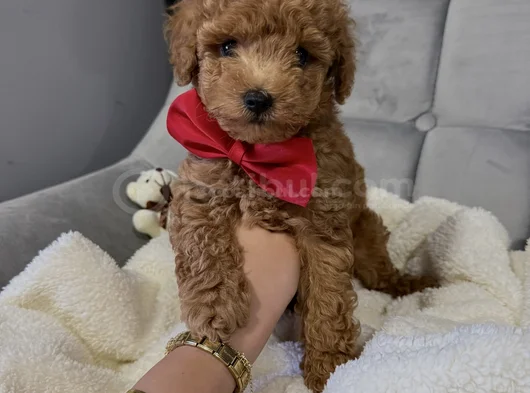 En Güzel Poodle Yavruları Bizdeee görsel