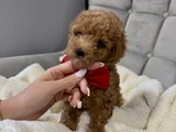 En güzel poodle yavruları bizdeee