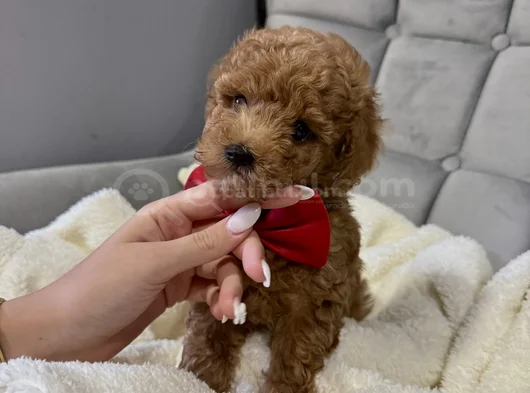 En Güzel Poodle Yavruları Bizdeee