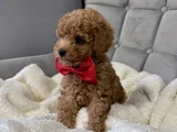 En Güzel Poodle Yavruları Bizdeee