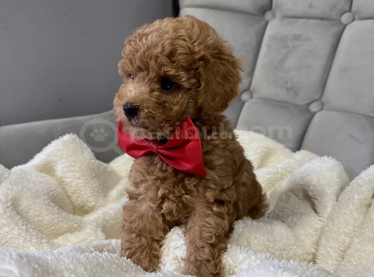 En Güzel Poodle Yavruları Bizdeee görsel