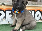 Dev Anadolu Çoban Köpeği̇ Yavrular Hazir