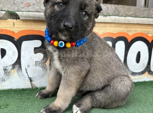 Dev Anadolu Çoban Köpeği̇ Yavrular Hazir görsel