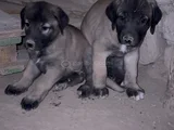 Dev Anadolu Çoban Köpeği̇ Yavrular Hazir
