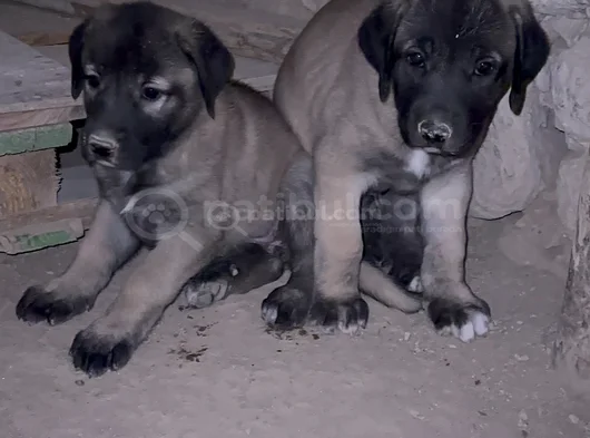 Dev Anadolu Çoban Köpeği̇ Yavrular Hazir görsel